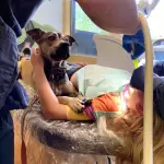 therapy dog for anxious patients