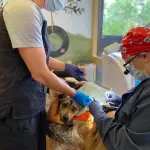therapy dog for anxious patients